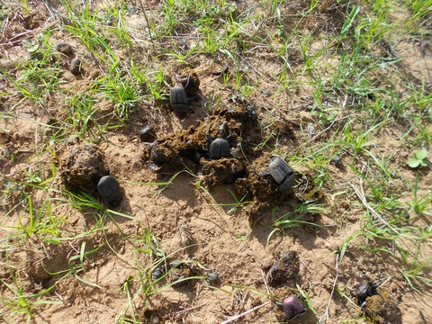 Dung Beetles, Kuleni Game Park, near Hluhluwe