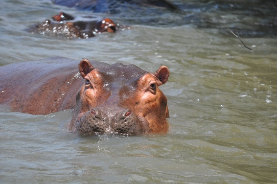 Hippopotamuses, St Lucia estuary