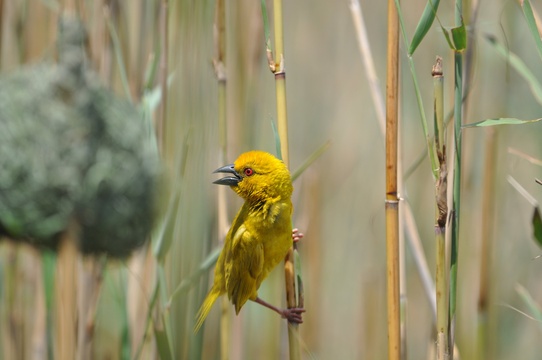 Yellow Weaver with nest, St Lucia estuary