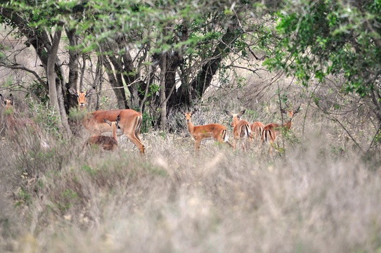 Impala, (Female with their young), Kuleni Game Park, near Hluhluwe