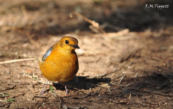 Red-capped Robin-Chat, Kuleni Game Park, near Hluhluwe