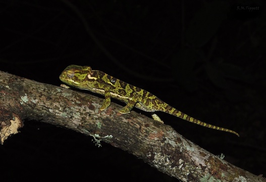Flap-necked Chameleon, Kuleni Game Park, near Hluhluwe