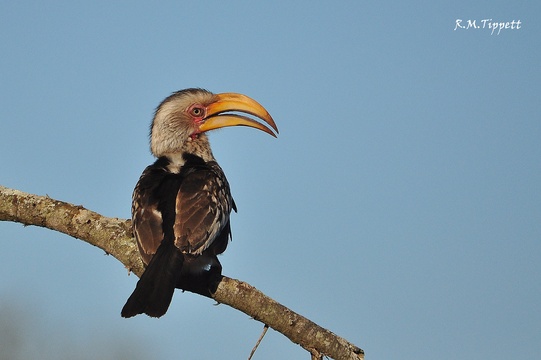 Southern Yellow-billed Hornbill, Mkuze Game Reserve